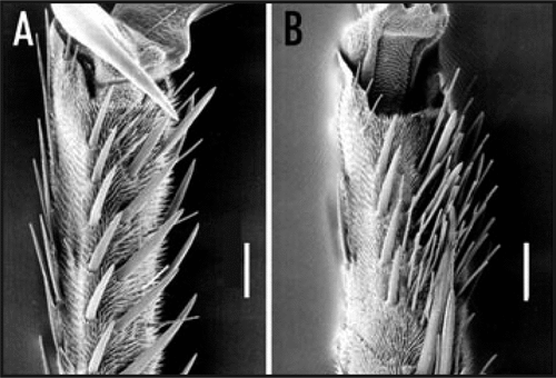 Figure 1 Scanning electron micrographs (SEM) of the ventral side of the 4th and 5th tarsi Atrophaneura alcinous. (A) Male and (B) female. Scale bar, 100 µm.
