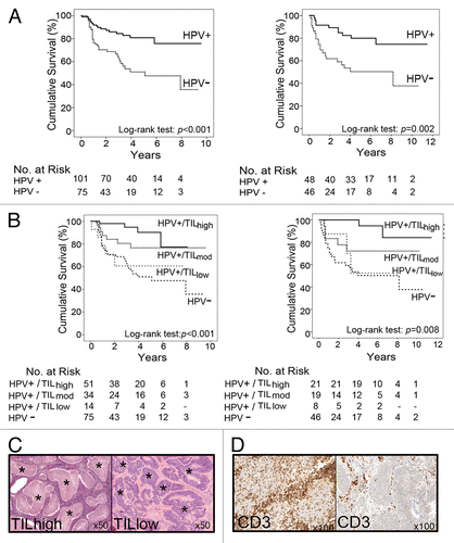 Figure 1. Disease-specific survival of oropharyngeal squamous cell carcinoma (OPSCC) patients from independent cohorts. (A) Kaplan–Meier curves depicting the disease-specific survival of OPSCC patients stratified according to human papillomavirus (HPV) status (P < 0.001, P = 0.002, respectively, as per log rank test). (B) Kaplan–Meier curves depicting the disease-specific survival of OPSCC patients stratified according to HPV status and tumor-infiltrating lymphocyte (TIL) levels. The survival of patients with HPV+/TILlow tumors is similar to that of HPV− patients. (C) Hematoxylin and eosin (H+E)-stained sections showing examples of OPSCC with high and low TIL levels. Tumor islands are marked with an asterix. In TILhigh OPSCCs, lymphocytes fill the stromal compartment and infiltrate into tumor islands. (D) Immunochemistry showing typical examples of HPV+ OPSCCs with high and low infiltrates of CD3+ T cells.