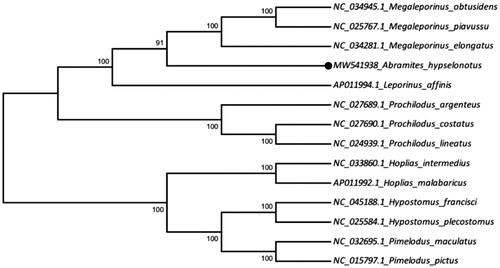 Figure 1. The phylogenetic tree was constructed based on the maximum likelihood method (ML) using 13 mitochondrial PCGs and shows the position of Abramites hypselonotus (MW541938) in Characiformes order and in Anostomidae family. Four species of the Siluriformes order (NC_045188.1 Hypostomus francisci, NC_025584.1 Hypostomus plecostomus, NC_032695.1 Pimelodus maculatus, NC_015797.1 Pimelodus pictus) were included as outgroup.