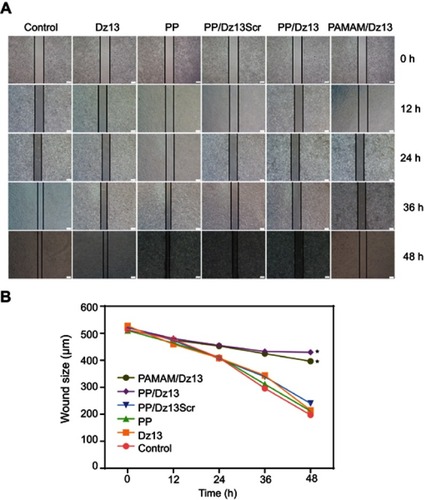 Figure 10 The antimigration assay in HepG2 cells after Dz13 transfection for different incubation times (A) and the quantitative wound size (B). The data were presented as mean value ± SD of triplicate experiments (*p<0.05). The scale bar is 200 μm.Abbreviations: PP, phenylboronic acid-functionalized polyamidoamine; PAMAM, polyamidoamine.