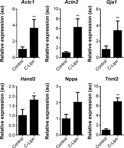 Figure 5 Transfection of GMT mRNAs via C-Lipo induces expression of cardiomyocyte marker genes from transfected cardiac fibroblasts.Notes: Quantification of the relative expression of cardiomyocyte marker genes after 2 weeks of transfection. GMT mRNA transfection via C-Lipo drives cardiac fibroblasts to express cardiomyocyte marker genes: Actc1, Actn2, Gja1, Hand2, and Tnnt2. The results represent the mean ± SE, n=3. *P<0.05; **P<0.01.Abbreviations: GMT, Gata4, Mef2c, and Tbx5; SE, standard error.