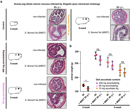 Figure 2. Moderate ascorbate deficiency increases the susceptibility of adult guinea pigs to Shigella infection upon intrarectal challenge. (a) Young (3-week) and older guinea pigs fed with 400, 50 and 10 mg ascorbate/kg diets (5-week) were challenged intrarectally with 1010 CFU S. flexneri 5a (M90T). 8 h p.I. animals were sacrificed, and distal colonic samples were collected, stained with haematoxylin eosin and compared to non-infected tissues. Scale bars are 30 mm. (b) Animal weight was measured before and after infection. Results are expressed as mean ± S.D., * indicates t-test p < .05. Representative images are presented of at least 5 slices from 3 different animals.