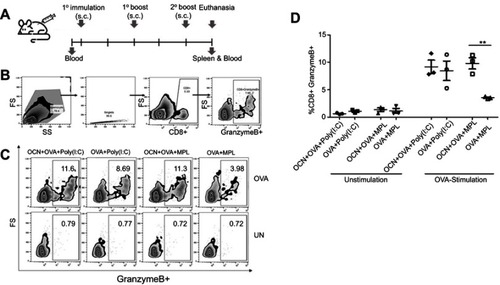 Figure 7 OCNs in combination with MPL increase the frequency of OVA-specific granzyme B+ CD8+ T cells. (A) Immunization regimen. BALB/c mice were immunized with OVA+Poly(I:C), OVA+OCN+Poly(I:C), OVA+MPL or OVA+OCN+MPL via a subcutaneous route three times with 2-week interval. One week after the last immunization, splenocytes were harvested and stimulated with OVA (200 µg/mL) in vitro for 72 hrs. Cells were collected for CD8 staining and intracellular staining for granzyme B staining. (B) The gating strategy to identify the subset of CD8+ granzyme B+ T cells is shown. (C) Representative flow cytometry results are shown. The frequency of CD8+ granzyme B+ T cells in all CD8+ T cells is summarized in (D). Data represent the mean ± SEM. The significance of differences between two groups was determined by two-tailed unpaired Student’s t-test. **p<0.01.