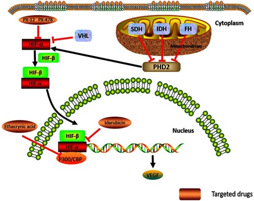 Figure 1 The hypoxia-related signal pathway, Cluster 1 genes, and their potential molecular-targeted medicines.Abbreviations: HIF, hypoxia-inducible factor; VEGF, vascular endothelial growth factor; PHD2, prolyl hydroxylase domain protein 2; SDH, succinate dehydrogenase; IDH, isocitrate dehydrogenase; FH, fumarate hydratase; VHL, von Hippel Lindau.