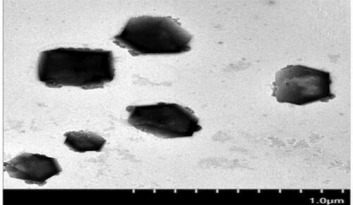 Figure 4. Transmission electron microscope (TEM) pictures of canagliflozin nanocrystals -32-T.