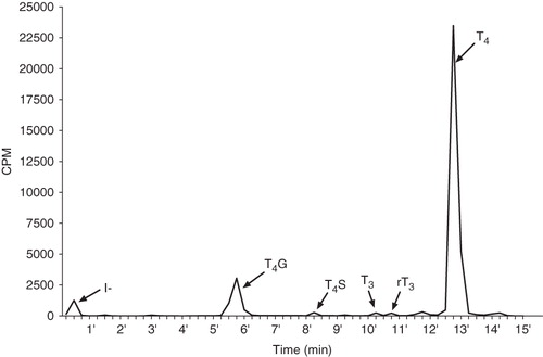 Figure 1. Representative chromatogram of T4 and its metabolites in medium of SCRH. The graph shows metabolites [iodide (-I), T4G, T4S, T3 and rT3] in medium of SCRH following a 24-h incubation with 5.0 µM [125I]-T4 on Culture Day 6. Peaks were separated using UPLC. Fractions of eluent were collected and analyzed by gamma spectroscopy.