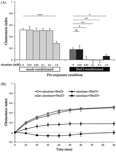 Fig. 2. Augmentation of gustatory plasticity due to chronic nicotine exposure.Notes: (A) Chemotaxis index for 100 mM NaCl in N2 nematodes. When the nematodes were maintained on NGM plate with 0.03−0.3 mM nicotine, the chemotaxis indices of nicotine+/NaCl+ nematodes were lower than those of nicotine−/NaCl+ nematodes (F5,138 = 7.02, p < 0.001), indicating augmentation of gustatory plasticity due to chronic nicotine exposure. (B) Time course changes in the average chemotaxis index for NaCl in each of the conditioned nematodes, which were maintained on the medium containing 0.3 mM nicotine until YA stage. Error bars indicate standard errors. *p < 0.05, **p < 0.01, and ***p < 0.001 compared with nicotine−/NaCl− or nicotine−/NaCl+ nematode (n ≥ 17 assays).