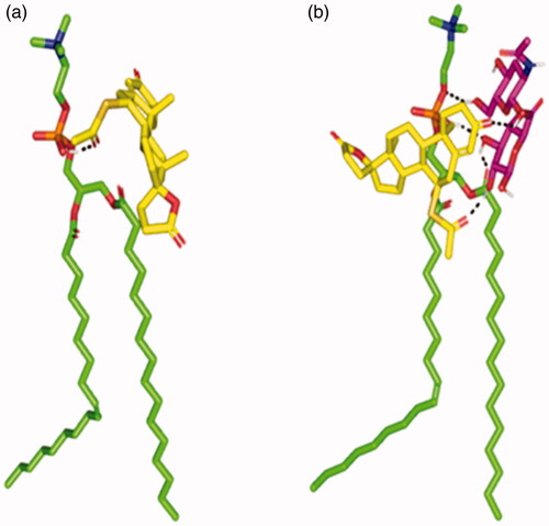 Figure 1. Binding poses of the spironolactone phosphatidyl choline docked complex. (a) In absence of the hyaluronic acid monomer. (b) In combination with the hyaluronic acid monomer (magenta sticks) serving as an anionic formulation additive. Predicted binding interactions are illustrated between the drug molecule; spironolactone (yellow sticks) and of the hyaluronic acid monomer; phosphatidyl choline (green sticks). More favored complex stability was assigned for the spironolactone–phosphatidyl choline in combination with hyaluronic acid. Polar interactions (hydrogen bonding), discussed within the text, are depicted as black dashed lines.