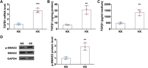 Figure 5. Hypoxia upregulates TGFβ1 level in WI38 fibroblast cells in vitro. (A) The mRNA level of TGFβ1 in WI38 cells under normoxia (NX) and hypoxia (HX) conditions for 24 h. (B–C) The protein level of TGFβ1 in cell body (B) and culture medium (C) of WI38 cells under normoxia (NX) and hypoxia (HX) conditions for 24 h. (D) The protein level of p-SMAD2 in WI38 cells under normoxia (NX) and hypoxia (HX) conditions for 24 h. n = 3 wells.