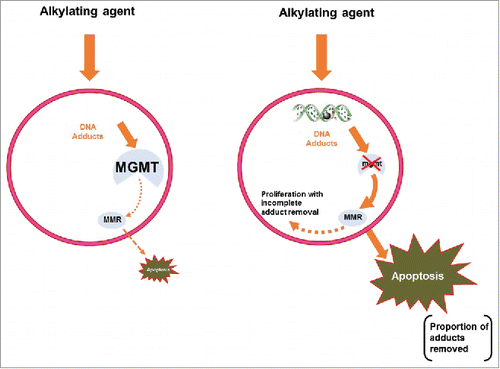 Figure 2. A predicted influence of high (left hand panel) and low MGMT activity or expression on apoptosis. High activity of MGMT will effect DNA repair by enzymatic removal of adducts with only a minor contribution of the MMR mediated apoptotic process and minimal removal of tumour cells. With a smaller influence of MGMT, the greater the capacity for activation of the MMR apoptotic process and the greater capacity for removal of tumour cells containing DNA adducts.