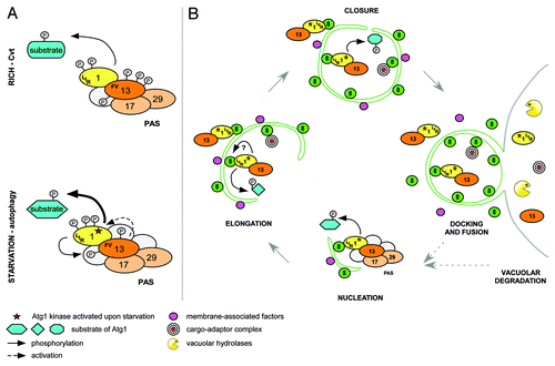 Figure 1. Model of temporal and spatial regulation of the Atg1 kinase complex. (A) Atg1 and Atg13 interact constitutively in rich and starved conditions via the FV motif. Upon starvation, phosphorylation changes on Atg1 and Atg13 activate Atg1 kinase and modulate substrate specificity by induction of conformational changes and/or recruitment of additional regulators. Atg1 and Atg13 may form a reinforcing feedback loop where Atg13 is phosphorylated in an Atg1-dependent manner to stimulate Atg1 kinase activity. (B) At the PAS, Atg1 regulates association and dissociation of Atg proteins to initiate autophagy. Activated Atg1-Atg13 complexes are then tethered to autophagosomal membranes by Atg8 via a conserved LIR motif on Atg1. This Atg1 pool promotes membrane elongation and/or closure by phosphorylation of unknown targets, or by regulating protein dynamics at the membrane. After docking and fusion of autophagosomes with the vacuole, Atg1-Atg13 complexes are degraded, modulating autophagy flux with a negative feedback mechanism.