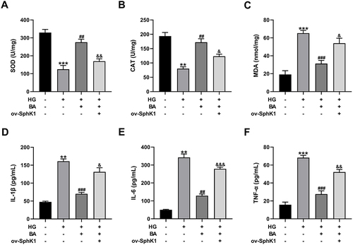 Figure 6 Overexpression of SphK1 reverses the effects of BA on oxidative stress and inflammation in HG-treated HK-2 cells. (A–C) SOD activity (A), CAT activity (B), and MDA level (C) in HK-2 cells transfected with or without ov-SphK1 before treatment with HG (30 mM) or HG+BA (10 µM). (D–F) IL-1β secretion (D), IL-6 production (E), and TNF-α level (F) in the culture supernatant of HK-2 cells treated as indicated. **P<0.01 and ***P<0.001 vs control; ##P<0.01 and ###P<0.001 vs HG treatment; &P<0.05, &&P<0.01, and &&&P<0.001 vs HG+BA treatment.