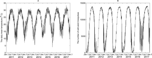 Figure 6. The Aedes albopictus population in Guangzhou shows strong periodicity annually as the temperature. (A) The daily mean temperature of Guangzhou from 2011 to 2017; Data source: China meteorological data sharing service system: http://www.cma.gov.cn/. (B) The simulated curve of wild Aedes albopictus population over a seven-year period in Guangzhou (2011–2017). With the parameters specified in (Equation30(30) b=3,m=0.05,τ=17.(30) ) and (Equation31(31) α=100,K=1000.(31) ), except b(T) in (Equation32(32) b(T)=NμE(T)2τAe−δI(T)τ,(32) ) and m(T) in (Equation33(33) m(T)=0.000114T2−0.00427T+0.1278,T≥15∘C,0.5,else.(33) ) being temperature-dependent functions, the curve is generated by (Equation4(4) dA(t)dt=bA2(t−τ)2α+A(t−τ)+2R(t−τ)−m1+A(t)+R(t)KA(t).(4) ) with φ(t)=1000 for t∈[−17,0].