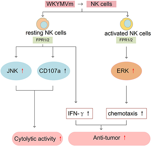 Figure 6 WKYMVm and NK cells. WKYMVm elicits the cytolytic activity of resting NK cells by activating the JNK signaling pathway as well as upregulating CD107a. WKYMVm induces IFN-γ production by stimulating resting NK cells. WKYMVm promotes the chemotactic migration of IL-2 activated NK cells by stimulating the ERK signaling pathway. WKYMVm inhibits the growth of melanoma in mice by increasing IFN-γ level and promoting the chemotactic migration of NK cells to tumor tissues.