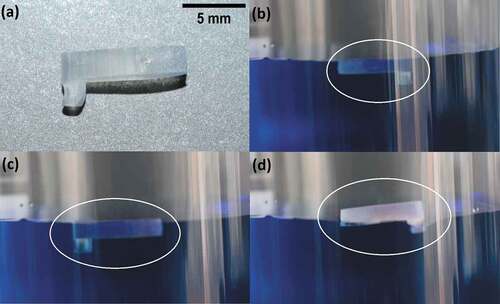 Figure 12. Floatability experiments for a small boat (a) on water (colorized with methylene blue) for an uncoated flat surface(b), 100µm microchannel uncoated surface (c), and a rice leaf biomimetic surface (100µm microchannel coated surface) (d). the position of the boat is indicated by a white circle. Trapped air can be observed at the keel of the biomimetic boat (d).