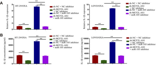 Figure 6 MCF2L-AS1 targets miR-105 and thereby regulates IL-1β in CRC/OXA cells. The expression of IL-1β in these cells was assessed via qPCR (A) and ELISA (B). **p < 0.01.