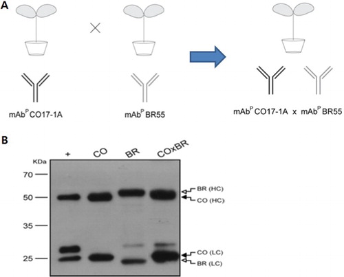 Figure 1. Generation of transgenic tobacco plants expressing anti-cancer mAb CO17-1A, mAb BR55 and multiple mAb CO17-1A × BR55, and its purification. (a) Schematic of transgenic plants generation expressing multiple mAb CO17-1A × BR55 by cross-pollinate of mAb CO17-1A and mAb BR55. (b) Western blot of purified mAbM CO17-1A (40 ng), mAbP CO17-1A (40 ng), mAbP BR55 and multiple mAbP CO17-1A × BR55. Heavy chain (50 kDa) was detected by anti-murine Fc conjugated HRP and light chain (25 kDa) was detected by anti-murine F (ab′) 2 conjugated HRP, respectively.