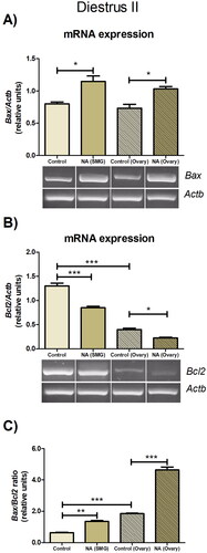 Figure 5. Effect of noradrenergic stimulation of SMG and denervated ovary on apoptotic gene expressions in diestrus ovary. (A) Bax mRNA expression; (B) Bcl2 mRNA expression; (C) Bax/Bcl2 ratio. These results are expressed as mean ± SEM (n = 3 pools of 2 ovaries per pool). Densitometry analysis of the bands in the gel photographs was performed using the ImageJ software and expressed as relative units. Actb was used as the housekeeping gene. Data were analyzed by one-way ANOVA followed by Tukey’s test were used. *p < 0.05; **p < 0.01; ***p < 0.001. Actb: actin beta; NA: Noradrenaline; SMG: superior mesenteric ganglion.