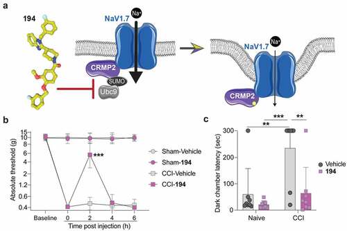 Figure 1. Compound 194 inhibits evoked and affective pain in rats with chronic constriction injury (CCI). (a) Schematic of the mode of action of compound 194 which uncouples the interaction between CRMP2 and the E2 SUMO-conjugating enzyme Ubc9 to prevent CRMP2 SUMOylation and reduces NaV1.7 cell-surface localization. This reduces sodium currents to alleviate pain. Image generated with BioRender. (b) Mechanical withdrawal thresholds were assessed in adult male rats before injury to establish a baseline and following injury to demonstrate the development of mechanical allodynia. Rats were then orally administered compound 194, which reversed mechanical allodynia in the CCI group (pink squares) compared to the CCI animals given the vehicle (gray squares) (CCI-Vehicle vs. CCI-194, p = 0.0001 at 2 hours post injection). This effect peaked at 2 hours post administration before the animals returned to their postsurgery baseline sensitivity level. (c) Nociception was evaluated using the operator-independent mechanical conflict-avoidance assay. Naïve rats treated with 194 (pink squares) had the same latency to cross an aversive sharp surface as their vehicle treated counterparts (gray circles). Animals that had neuropathic pain induced by CCI had a profoundly increased latency to cross the aversive surface to escape the brightly lit enclosure (gray circles, right). Treatment with 194 significantly reduced the time to cross the aversive surface (pink squares, right) indicating reduced mechanical allodynia. (For B, multiple Mann–Whitney tests, n = 8 per group; for C, two-way ANOVA, naïve vehicle vs CCI vehicle, p = 0.0036; naïve 194 vs CCI vehicle, p = 0.0004; CCI vehicle vs CCI 194, p = 0.0045, n = 8 per group).