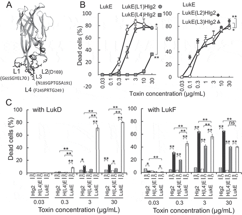 Figure 1. Effect of S-component loop-replacement mutation on cytotoxicity in human CCR5-expressing CHO cells.a) Side view of the LukE monomer (pdb:3ROH). Positions of rim domain loops are depicted. b) Cytotoxicity of LukE mutants with loops substituted with the corresponding loops of Hlg2. Cytotoxicity in human CCR5-expressing CHO cells was measured after 1-h incubation with various concentrations of both LukE mutants and LukD (in the ratio 1:1) as indicated in the figure. c) Cytotoxicity of S-components and Hlg2 Hlg2 loop4 mutant substituted with LukE loop4 was measured in combination with LukD and LukF. Bars indicate SD, with n = 3. Statistical significance is displayed as ns (not significant), *p < 0.05, and **p < 0.01 using two-way ANOVA with Bonferroni post hoc test correction for multiple comparison or Student t test where appropriate. Statistical analyses were performed using Excel 2011 (Microsoft, Redmond, WA) with the add-in software Statcel 4 (OMS publishing, Tokorozawa, Japan). Abbreviations: m, mock/CHO-K1 cells; C, hCCR5/CHO-K1 cells; H(L4)E, Hlg2(L4)LukE.