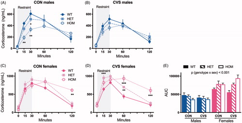 Figure 3. MC4R loss-of-function has sex-dependent effects on the corticosterone response to an acute restraint stress. Rats were placed in a well-ventilated Plexiglas restrainer for 30 minutes and blood was collected from the tip of the tail vein at indicated times. MC4R loss-of-function blunted the corticosterone response to restraint in unstressed, control (CON) males (A, 2-way RM ANOVA, F(8,56)=2.88, p (genotype x time) < .01) but this effect was less apparent among rats exposed to chronic variable stress (CVS) (B). On the contrary, MC4R loss-of-function heightened the corticosterone response in both CON (C, 2-way RM ANOVA, F(8,56)=2.73, p (genotype x time) < .05) and CVS females (D, 2-way RM ANOVA, F(8,64)=8.15, p (genotype x time) < .001). *p < .05, **p < .01, ***p < .001, Tukey’s post hoc. Areas under the curve (E) revealed a significant interaction between genotype and sex (3-way ANOVA). WT: wild type; HET: heterozygous mutant; HOM: homozygous mutant. Data presented as mean ± SEM., n = 3-9/sex/genotype/treatment.