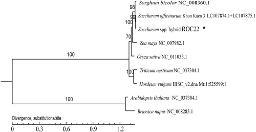 Figure 1. Maximum likelihood tree based on the complete mitochondrial genome sequences of nine species. The numbers on the branches are bootstrap values. The number at each node is the bootstrap probability. The number after the species name is the GenBank accession number. Asterisk, the genome sequence in this study.