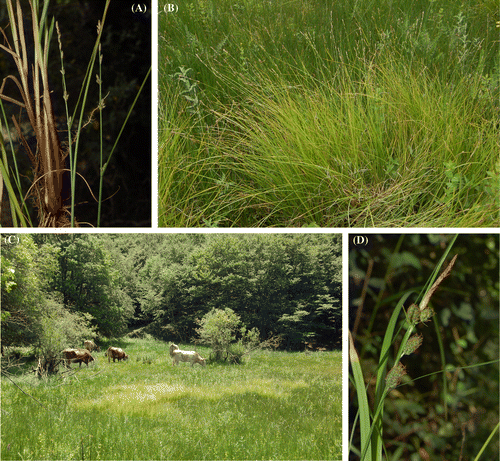 Figure 2. Images regarding the new populations here reported. (A–C) Carex × boenninghausiana: details of a plant and its inflorescence (A), a tussock (B), view of the new station and population (lighter/brighter patches in the center of the photo) with cattle grazing (C); D) Carex grioletii: details of the inflorescence.