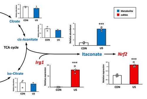 Figure 4 Ultrasound (US) induces itaconate production and nuclear factor-erythroid 2-related factor 2 (Nrf2) enhancement via immune-responsive gene 1 (Irg1) upregulation in bone marrow-derived macrophages. The abundance of citrate, cis-aconitate, iso-citrate, and itaconate was measured by CE/MS 3 h after US treatment. mRNA expression levels of Irg1 and Nrf2 were measured by qPCR 3 h after US treatment. *p < 0.05, ***p < 0.001 compared with CON group (Student’s t-test). n = 3 for metabolite analysis, n = 4 for mRNA analysis. Mean and individual data points are shown.