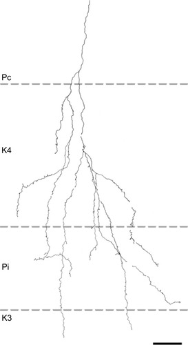 Figure 7 Reconstruction of a corticogeniculate axon that innervated primarily K layers with branches in K4 and K3 as well as the ipsilateral P layer.