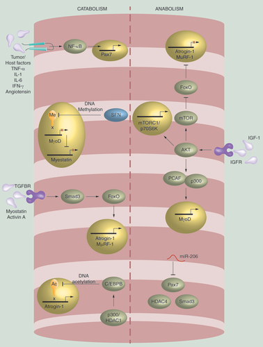 Figure 1.  Schematic representation of pathways involved in cancer-associated muscle catabolism or anabolism. Muscle fiber atrophy is induced by a number of stressors including tumor/host factors such as TNF-α, IL-1, IL-6, INF-γ and Angiotensin which can induce Pax7, a transcription factor that with persistent expression inhibits muscle stem cell differentiation, through NF-κB mediated regulation. Myostatin and MyoD expression promotes muscle growth and differentiation, respectively. These proteins may be inhibited with sulforophane treatment, a DNA methyltransferase resulting in reduced MyoD expression along with hypoacetylation and repression of that MSTN promoter. TGF-β signaling via SMAD transcription factors result in induction of atrogin-1 and MuRF-1 expression, both ubiquitin ligases that promote proteolysis events. Lastly, induction of DNA deacetylation via p300 or HDAC1 results in persistent enhancer binding protein beta binding to the atrogin-1 promoter resulting in upregulation of protein expression. Muscle fiber atrophy may be hindered through various cellular processes. Micro RNAs, such as miR-206, are involved in post-translational gene silencing of proteins associated with cancer-associated muscle catabolism. In addition, IGF-1/mTOR signaling pathway impedes muscle loss partly by inhibiting FoxO transcription factor, translocation/gene activation preventing atrogin-1/MuRF-1 upregulation. IGF-1 can also stimulate muscle growth/hypertrophy by activating AKT signaling targets that promote protein synthesis, such as mTORC1/p70S6K and MyoD.