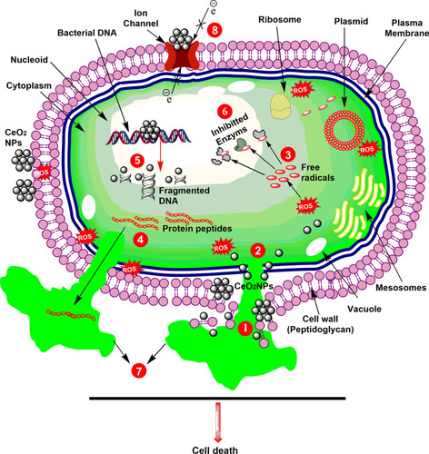 Figure 3 Schematic representation of antibacterial activity of CeO2 nanoparticles. (1) Cell wall disruption; (2) Cell membrane disintegration; (3) Free radicals productions; (4) Loss of protein peptides; (5) DNA fragmentation; (6) Vital enzymes inhibition; (7) Loss of cellular fluids; and (8) Disruption in electron transport.