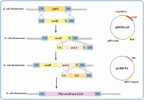 Figure 2. Strategy for multi-step integration and assembly of a large DNA fragment into E. coli chromosome. UH, UH1, and UH2 indicate the upstream homologous sequences, and DH indicates the downstream homologous sequence. P1 and P2 indicate the exogenous protospacer and PAMs from S. pyogenes.