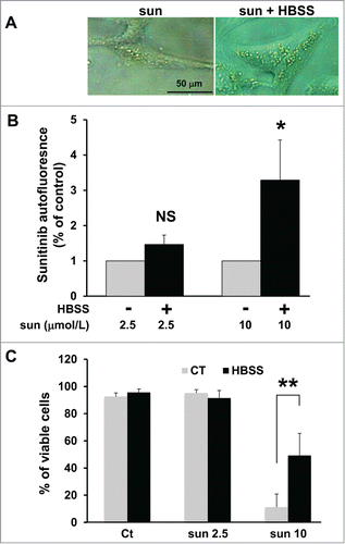 Figure 5. Amino acid starvation enhanced sunitinib resistance. (A) Phase contrast microscopy showing more accumulation of yellow granules in 786-O cells incubated with 10 μmol/L of sunitinib cultured in HBSS medium (sun + HBSS) for 24 h compared to cells cultured with 10 μmol/L of sunitinib in normal medium. (B) Determination of sunitinib autofluorescence by FACS after incubation with 2 concentrations of the drug (sun 2.5 and 10 μmol/L) during 24 h. Cells were cultured either in normal or HBSS medium; *, P < 0.05; **, P < 0.01; NS, nonsignificant. (C) Determination of the percentage of viable 786-O cells in the absence (Ct) or presence of 2.5 (sun 2.5) or 10 μmol/L (sun 10) of sunitinib during 24 h. Cells were cultured either in normal or HBSS medium.