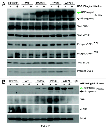 Figure 4. (A) HEK-293 cells were treated with HGF, and total protein lysates were immunoassayed to detect expression levels of PXN, DRP-1, MFN-2, phospho-DRP 616, phospho-DRP 637, total BCL-2, and phospho-BCL-2. (B) BCL-2 was immunoprecipitated and then blotted for PXN to assess association between BCL-2 and PXN. These blots show wild-type and mutant PXN binding to BCL-2 and their association with DRP-1 and MFN-2 in response to HGF treatment. The BCL-2 blot shows levels of BCL-2 immunoprecipitated from each sample.