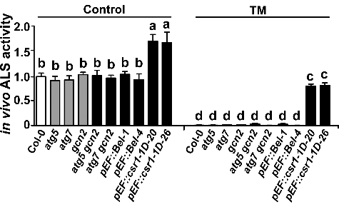 Figure 2. Analyses of in vivo acetolactate synthase (ALS) activity in different genotypes treated with or without TM. Ten-day-old seedlings were used to determine in vivo ALS activity in different genotypes treated with or without 0.25 mg/L TM for 1 day. All data are relative to those in control wild-type plants. Error bars show mean ± s.e.m. Different letters above the bars indicate significant differences (P < 0.05).