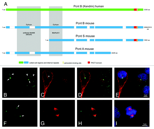 Figure 1. Mouse and Human Pericentrin variants and Pericentrin distribution in human embryonic kidney cells. (A) Scheme of the known and published Pericentrin (Pcnt) splice variants: Pcnt B human (Kendrin, accession number (AN: NP_006022), Pcnt B mouse (Pcnt 360, AN: NP_032813 or BAF36559), Pcnt A mouse (AN: partial, AAO24322.1) and Pcnt S mouse (Pcnt 250, BAF36560). Human Pcnt is larger than mouse Pcnt—white bars in the mouse Pcnt variants indicate missing sequence parts. The homology between human and mouse Pcnt is about 60%. The epitopes of the affinity purified MmPeriC1 antibody and the Ab4448 antibody are indicated in gray. (B-I) Triple labeling of Pcnt (green, B and F), ac. tubulin (marker particularly for primary cilia, red, C and G), and DAPI (blue, E and I) in human embryonic kidney cells (HEK-293T cells). Pcnt is localized at the centrosomes of resting and dividing cells and at the basal body complex of primary cilia (arrows; primary cilium marked with an asterisk)). Moreover it accumulates in the nucleoli of interphase cells (arrowheads) and can be found distributed throughout the cytoplasm at granular appearing structures. (D, H) Merge of the Pcnt and ac. tubulin staining. (E, I) Merge of the Pcnt, ac. tubulin and DAPI staining. Scale bar: 5 µm (E, I).