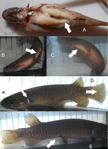 Figure 5 Indicators of breeding in banded kōkopu. A, Female kōkopu showing extent of ovaries and developing eggs (April). B, Male with enlarged gonads visible through the body wall. C, Female with eggs visible through the body wall. D, Breeding condition showing contrasting pectoral patch and two tone pelvic and caudal fins. E, ‘Hollow’ appearance of fish that have spawned.