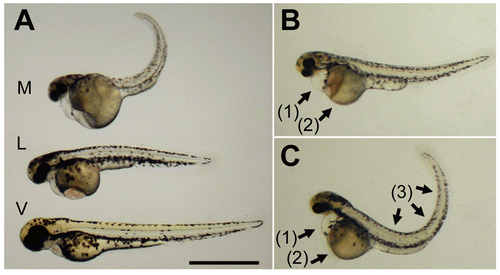 Figure 2.  Developmental toxicity of genistein on zebrafish embryos. The zebrafish embryos at 24 h post-fertilization were exposed to genistein or vehicle for 60 h. (A) The body lengths of the genistein-treated embryos decreased in dose-dependent manner [genistein concentration: (V) vehicle, (L) 0.25 3 10−4 M, (M) 0.5 3 10−4 M]. (B, C) Malformations of embryos that survived after 0.25 3 10−4 M genistein treatment such as (1) pericardial edema, (2) yolk sac edema, and (3) spinal kyphosis. Bar = 1 mm.