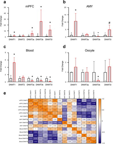 Figure 5. Chronic unpredictable stress in adolescence affects methylation enzyme mRNA expression in adulthood. In mPFC (a), stress increased DNMT1, DNMT3a, 3b and 3 l expression. In AMY (b), stress increased DNMT1 and decreased DNMT3b; a trend toward increased DNMT3l expression was also found. In blood (c), stress increased DNMT1 and decreased DNMT3a, 3b and 3 l expression. In oocytes (d), stress decreased DNMT3b expression. Data presented as means and standard errors. (e) Correlations between DNMT enzyme mRNA levels in mPFC, AMY and Blood of F0 dams. #p < 0.075. *p < 0.05. **p < 0.001.
