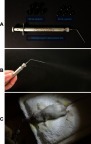 Figure S4 Endotracheal administration. (A) Microsprayer® Aerosolizer Pulmonary Aerosol-Kit for Mouse (Penn-Century Inc., PA, USA) with 25 µL and 50 µL spacers, for precise pulmonary administration of liquids (solution, suspension, etc.) (B) Microsprayer® Aerosolizer Pulmonary Aerosol-Kit in operation, generating the aerosol of a liquid for pulmonary administration. (C) Endotracheal administration of a liquid to the mouse using the Microsprayer® Aerosolizer Pulmonary Aerosol-Kit.