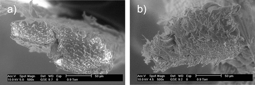 Figure 2. Scanning electron micrograph view at 500× magnification of transversal section of a) untreated A. angustifolia Haw fiber, b) treated A. angustifolia Haw fiber.