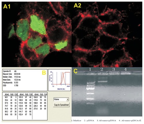 Figure 1 (A1) A strong green fluorescence in t-PA-transferred CHO cells was seen; (A2) A negative reaction in control cells without t-PA plasmid transfection; immunofluorescence 400×; (B) Characterization of nano-t-PA gene plasmid analyzed with Zeta potential analyzer; (C) The result of 0.9% agarose gel electrophoresis.Notes: 1: Marker; 2: pDNA; 3: Albumin-nano-pDNA; 4: Albumin-nano-pDNA with DNase1digestion.Abbreviations: t-PA, tissue-type plasminogen activator; CHO, Chinese hamster ovary; p-DNA, plasma DNA.