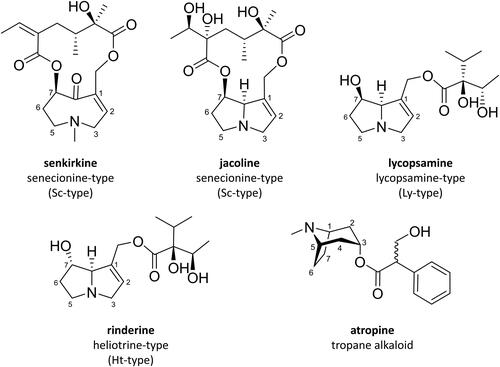 Figure 1. Exemplary chemical structures of different types of pyrrolizidine alkaloids and tropane alkaloids prevalent in milk samples.