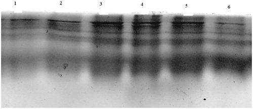 Figure 2. Analysis of serine protease by SDS–PAGE. Lane 1, control (DNBS); lane 2, standard (prednisolone); lane 3, aqueous extract (200 mg/kg); lane 4, ethanol extract (200 mg/kg); lane 5, ethyl acetate extract (200 mg/kg); lane 6, chloroform extract (200 mg/kg).