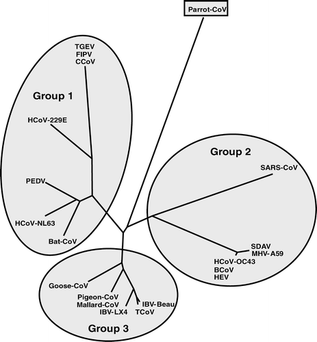 Figure 4.  Phylogenetic relationship of the parrot-derived RdRp protein sequence compared with the corresponding region of the RdRp protein from coronaviruses representing each of the three groups. The 66 amino acid sequences were aligned using ClustalX and analysed using the PHYLIP programs, PROTDIST using Kimura's distance method and NEIGHBOUR using randomization of the sequences. The resulting tree is unrooted. The three coronavirus groups, 1 to 3, are highlighted. The accession numbers of the sequences are as indicated in Figure 3.