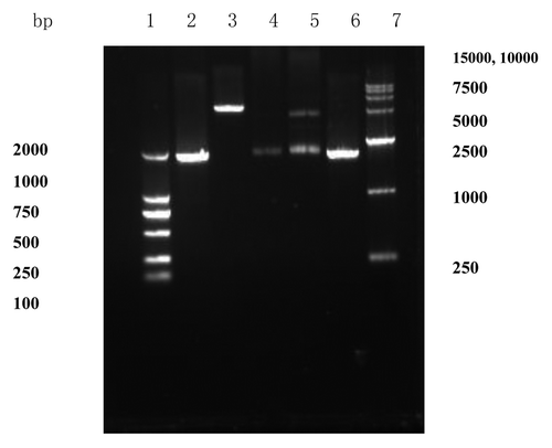 Figure 2. Identification of recombinant plasmid pDisplay-HSP70. Lane 1: DNA marker (DL2000); Lane 2: PCR product of HSP70; Lane 3: plasmid pDisplay digested with BglII and SmaI; Lane 4: HSP70 digested with BglII and SmaI; Lane 5: recombinant plasmid pDisplay-HSP70 digested with BglII and SmaI; Lane 6: PCR product from recombinant plasmid pDisplay-HSP70; Lane 7: DNA marker (DL15000). The two ways, restriction endonuclease digestion and PCR amplification, were used to identify that HSP70 gene was sub-cloned into the polyclone endonuclease sites in pDisplay.
