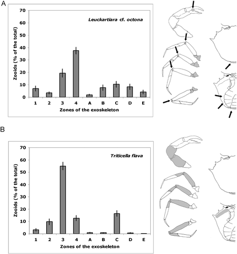 Figure 4. Average percentage(±SE) of epibionts in each portion of the crab exoskeleton. (A) Leuckartiara cf. octona. Epibionts are concentrated on junctions (arrows). (B) Triticella flava. The legend of the crab portions is explained in Material and methods. In the drawings, the parts colonised by the epibionts are showed in grey.