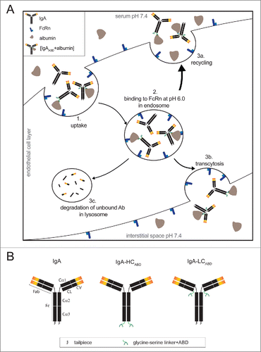 Figure 1. (A) Schematic illustration of neonatal Fc receptor mediated half-life extension. Abs and albumin are internalized by endothelial cells through pinocytosis (1). Upon the decrease of the pH from 7.4 to 6.0 in the endosome, albumin-bound IgA (IgAABD+albumin) associates with membrane-bound FcRn, whereas unmodified IgA Abs remain unbound (2). IgAABD+albumin complexes subsequently recycle back into the serum (3a) or undergo transcytosis and are released into the interstitial space (3b). Unmodified IgA Abs are degraded in the lysosome (3c). (B) Schematic illustration of design of albumin binding IgA-Her2 antibodies.