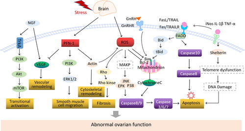 Figure 2. Mechanism of stress factor involved in ovarian function impairment.