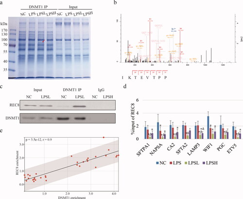 Figure 4. Interaction between REC8 and DNMT1. (a) Coomassie bright blue stain shows the binding proteome of DNMT1. Red arrow highlights the specific band only exists in LPSL. (b) Secondary mass spectrum shows the partial peptide “TEVTPP” of the interested band, which is identified as REC8. (c) IP-WB assay shows the interaction between REC8 and DNMT1. (d) Bar charts show the occupancies of REC8 on gene promoter in different samples by ChIP-qPCR. IgG is referred as Figure 3e. (e) Scatter diagram shows the Pearson correlation analysis between enrichment of REC8 and DNMT1 on target genes.